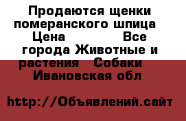 Продаются щенки померанского шпица › Цена ­ 45 000 - Все города Животные и растения » Собаки   . Ивановская обл.